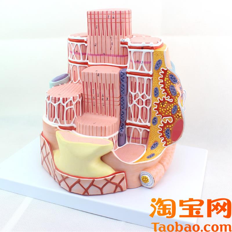 ENOVO颐诺人体骨骼肌纤维模型显微解剖模型骨骼肌结构MICRWOanato