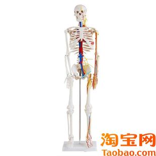 医用85CM人体骨骼带心脏与血管模型人体骨骼模型Y骨架模型脊椎