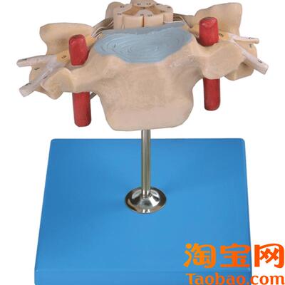 颈椎附脊髓和脊神经放大K模型A18105