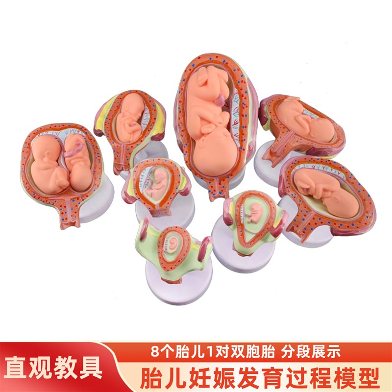 妊娠发育过程模型k 胚胎计划生育模型 胎儿发育过程模型 子宫解
