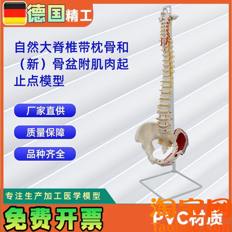 原装适用自然大脊椎带枕骨和新骨盆附肌肉起止点模型人体骨骼教学