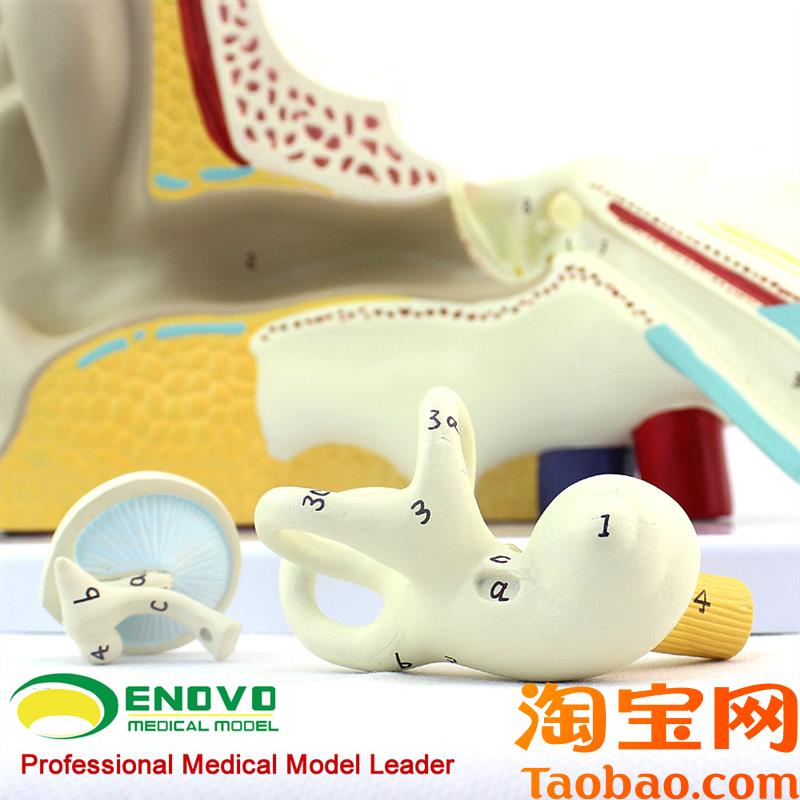 原装适用ENOVO颐诺医学人体耳朵模型内耳迷路耳鼻喉科听觉系统器