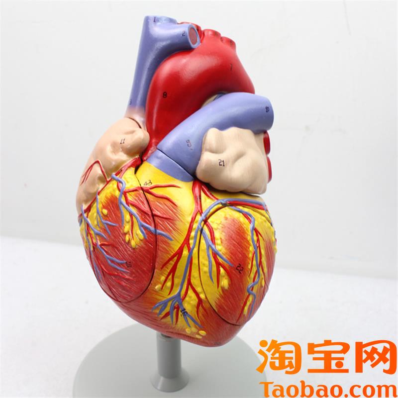 ENOVO颐诺放j大版人体心脏解剖模型心脏模型医学心室心房解剖生理