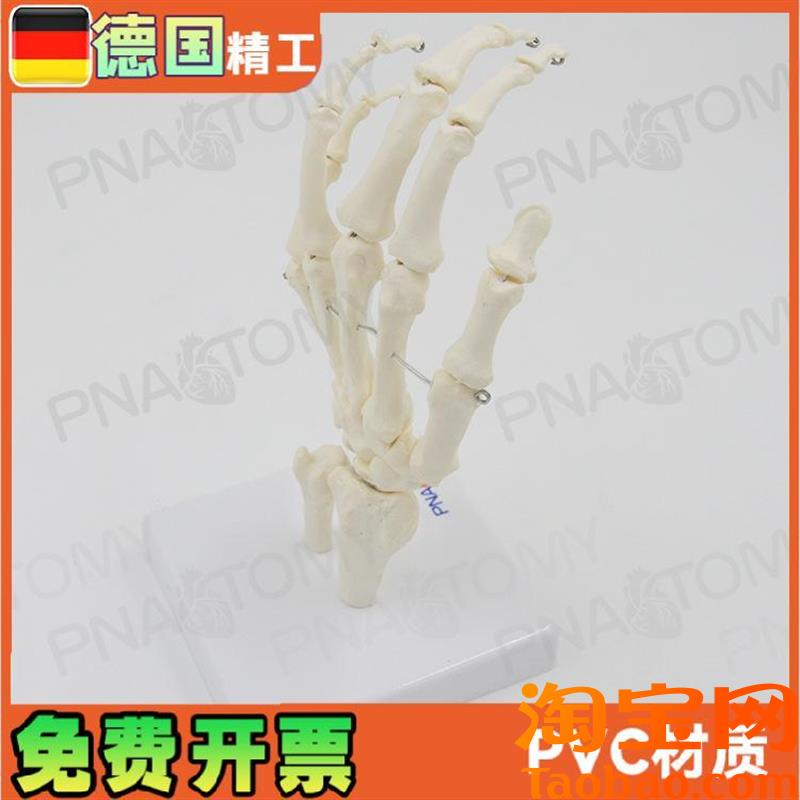 原装适用人体手关节模型手骨尺骨桡骨手骨骼手心手掌部骨骼结构手