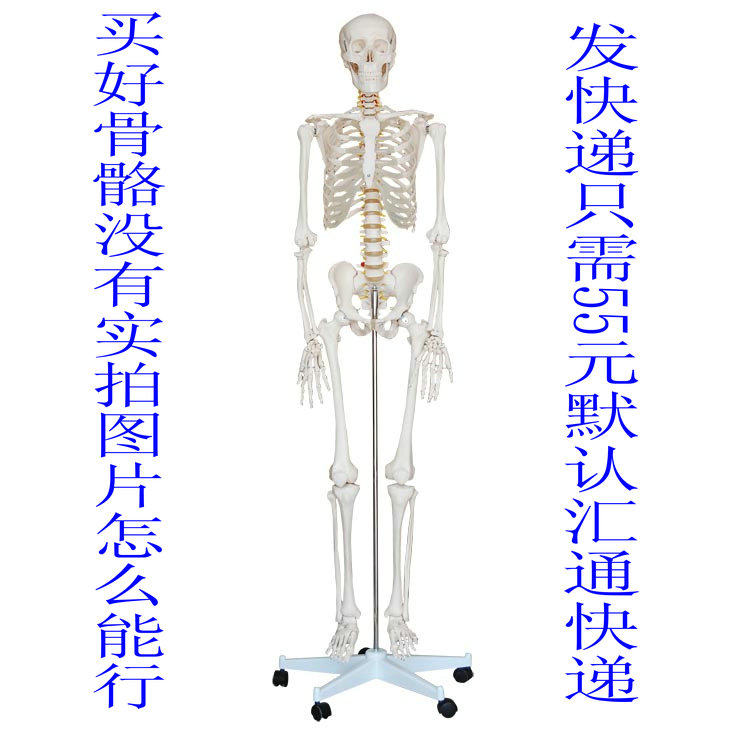 美术医用170人体骨骼模型 170CM人人体骨P骼模型 骨骼标本模型