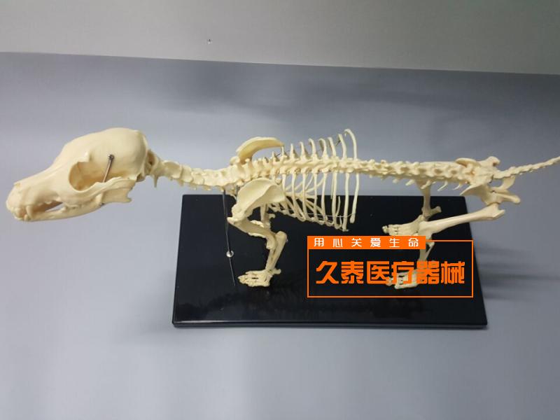 骨科器械 狗骨骼标本模型 宠物动物狗猫犬 教P学骨架骨头 骨骼模