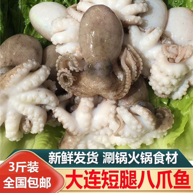 大连海鲜新鲜带籽迷你八爪鱼短腿小章鱼火锅烧烤海鲜食材3斤