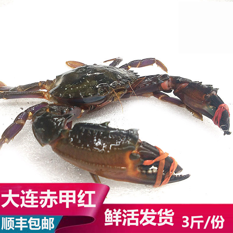 大连海鲜海货特产新鲜鲜活大赤甲红石夹红石甲红大螃蟹青蟹3斤装