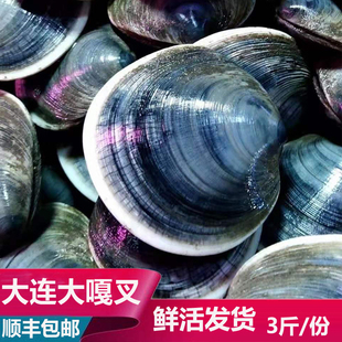 大连庄河海鲜特产蓝面镜蛤叉嘎查煲汤烧烤炖菜火锅海货食材3斤装