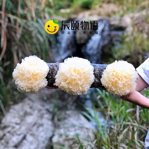 银耳辰颐物语新鲜采摘