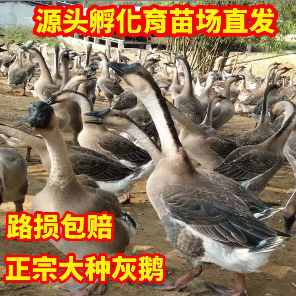 小鹅活苗大种灰鹅苗活体正宗灰雁朗德黑棕马岗阳江一斤脱温苗宠物,宠物/宠物食品及用品,宠物鸭,淘宝优惠券,粉丝福利购,淘宝优惠卷