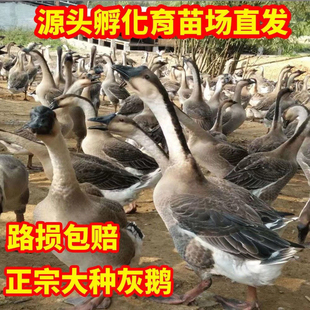 小鹅活苗大种灰鹅苗活体正宗灰雁朗德黑棕马岗阳江一斤脱温苗宠物