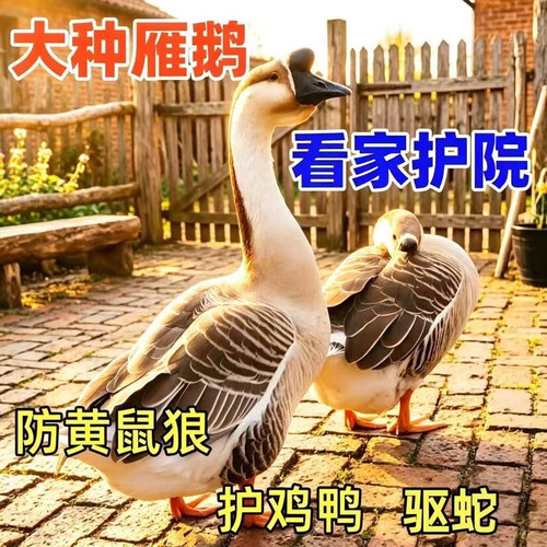 （6只装）正宗纯种大种灰鹅看家鹅特大观赏鹅农家散养【宠物鸭】2