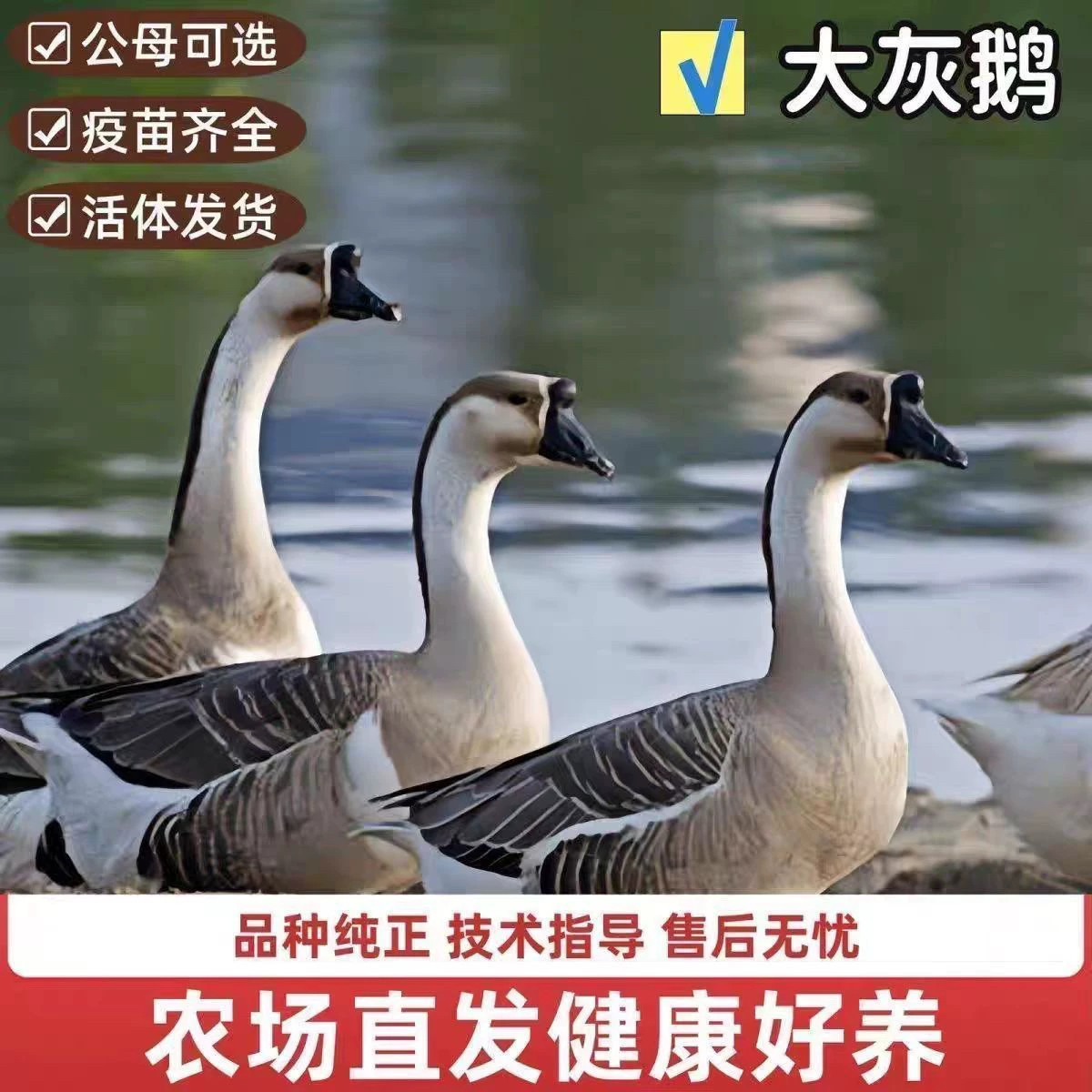 （10只装）正宗纯种大种灰鹅看家鹅特大观赏鹅农家散养【宠物鸭】