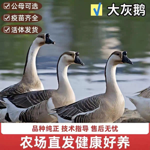 （10只装）正宗纯种大种灰鹅看家鹅特大观赏鹅农家散养【宠物鸭】