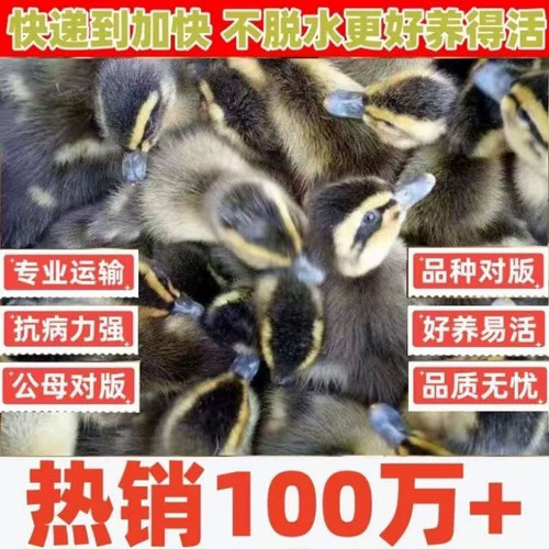 (30只装)麻鸭大种番鸭青头鸭水鸭旱鸭肉鸭土鸭【宠物鸭】4