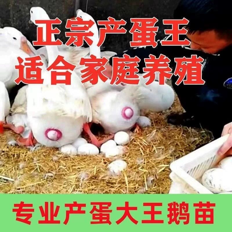 (6只装)四季白鹅农村散养快大浙东白鹅五龙鹅皖西鹅【宠物鸭】18