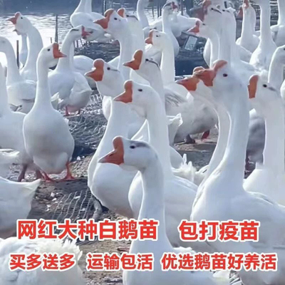 产蛋白鹅四季鹅快大浙东白鹅五龙鹅一斤皖西鹅活体宠物鹅