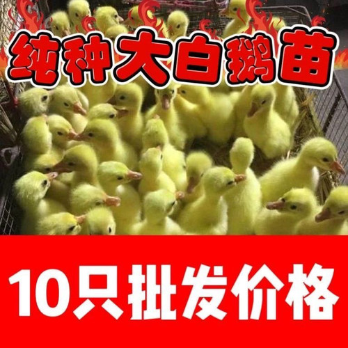 (6只装)四季白鹅农村散养快大浙东白鹅五龙鹅皖西鹅【宠物鸭】24