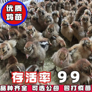 出壳五黑鸡三黄鸡土鸡青脚麻鸡九斤红快大肉鸡幼苗小鸡苗批发宠物