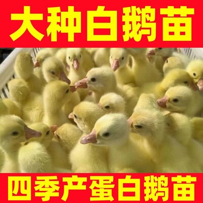 (6只装)四季白鹅农村散养快大浙东白鹅五龙鹅皖西鹅【宠物鸭】15