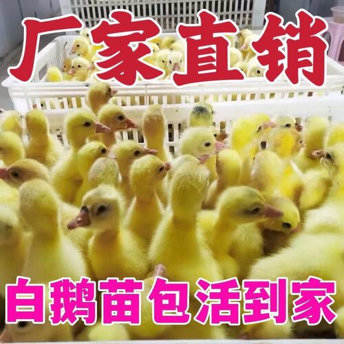 (6只装)四季白鹅农村散养快大浙东白鹅五龙鹅皖西鹅【宠物鸭】12