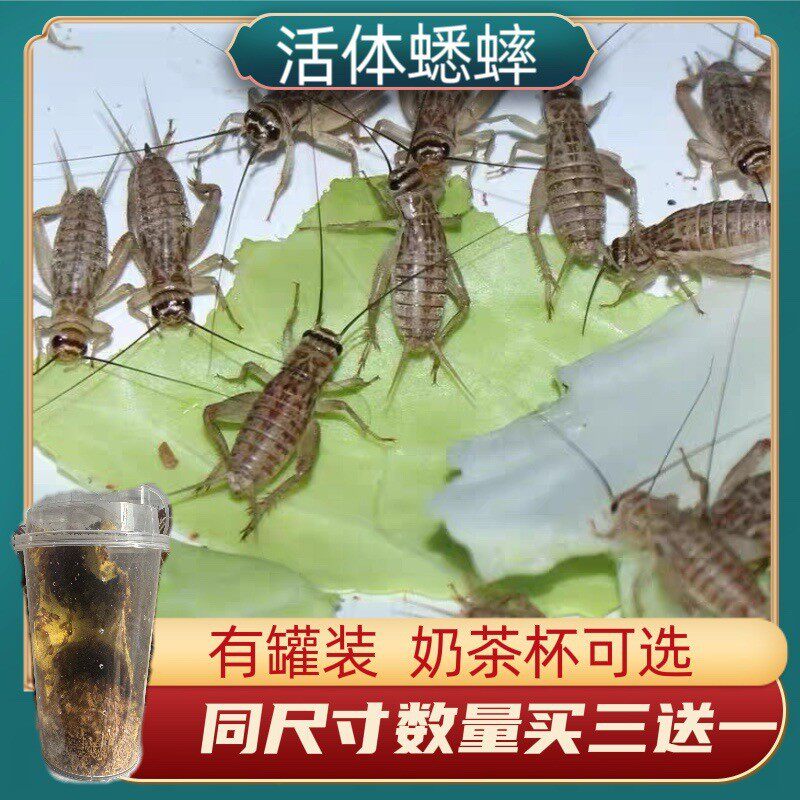 蟋蟀爬宠食物白蟋蟀蛐蛐蜥蜴守宫鬃蝎子粮食活食红