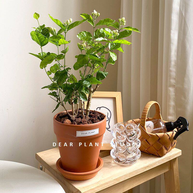 茉莉花盆栽花卉ins温馨风重瓣鲜花植物香味浓郁室内阳台虎头绿植