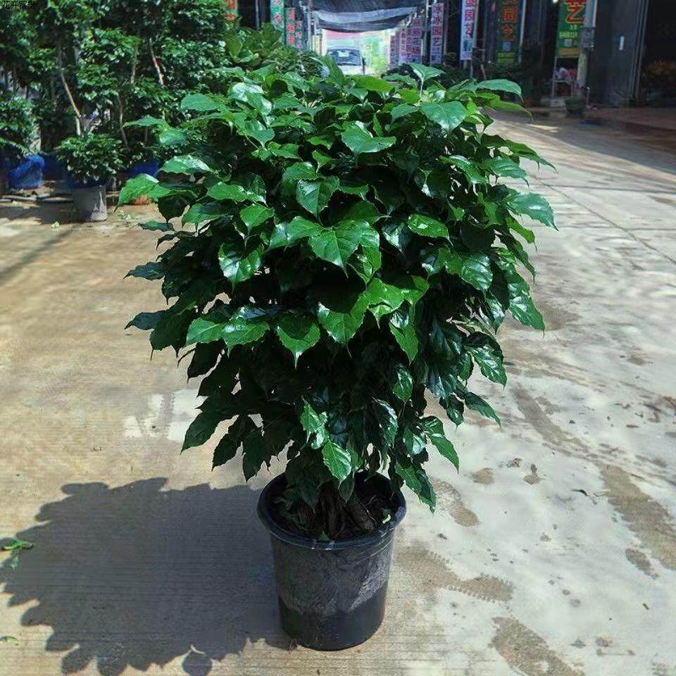 幸福树盆栽客厅大型绿植盆景平安树摇钱树驱蚊植物开业乔迁花卉