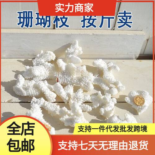 珊瑚石海螺贝壳真珊瑚碎枝鱼缸底部装饰铺底地台装饰一件代发