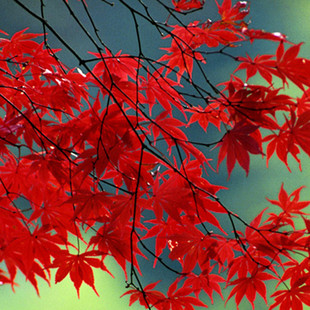 这是一家感情店一分钱素材1