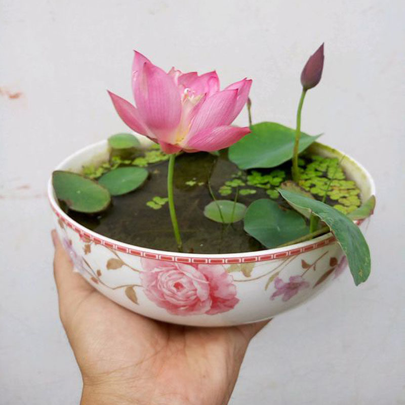 碗莲种藕根茎带芽小型花苗水培植物四季室内荷花盆栽睡莲花卉开花