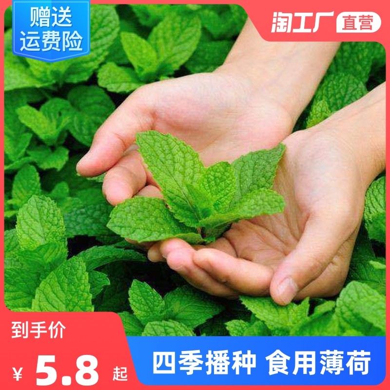 可食用薄荷种子留兰香柠檬苗猫薄荷四季播种室内阳台盆栽花种籽子,农用物资,育苗/栽培基质,淘宝优惠券,粉丝福利购,淘宝优惠卷