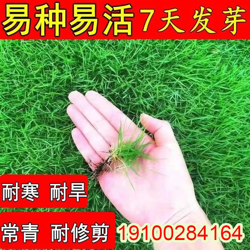 草坪种子草籽四季常青绿化护坡狗牙根地毯草黑麦草高羊茅草皮种籽,农用物资,育苗/栽培基质,淘宝优惠券,粉丝福利购,淘宝优惠卷