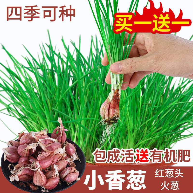 葱种四季小香葱种子盆栽种苗红葱头小葱种籽香葱苗火葱阳台蔬菜孑,农用物资,育苗/栽培基质,淘宝优惠券,粉丝福利购,淘宝优惠卷