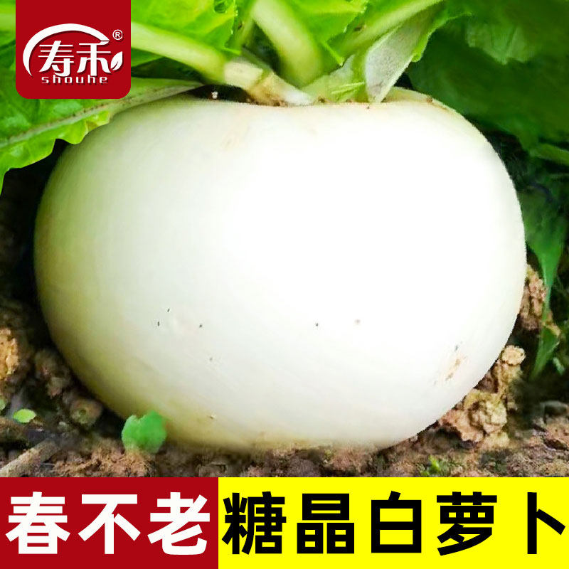 圆白萝卜种子种籽子秋四季蔬菜孑籽种春不老特大糖晶白皮冰糖水果,农用物资,育苗/栽培基质,淘宝优惠券,粉丝福利购,淘宝优惠卷