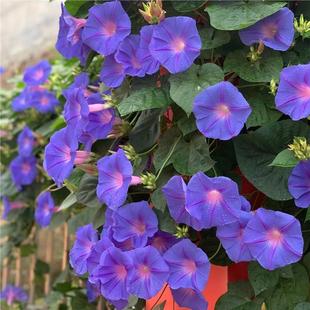 耐活美国宿根大牵牛花种子爬藤大喇叭花四季易活阳台庭院盆栽种籽