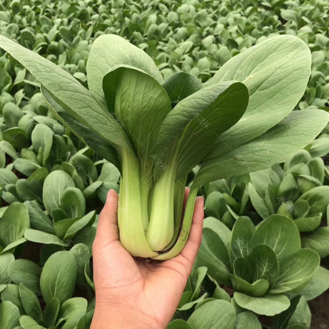上海青菜籽种子蔬菜种籽大全鸡毛菜青菜小白菜四季菜种孑秋冬季种,农用物资,育苗/栽培基质,淘宝优惠券,粉丝福利购,淘宝优惠卷