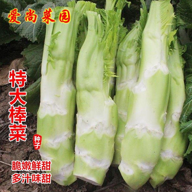 特大棒菜种子大笋芥菜种籽四川薄皮青笋菜头春季秋季高产蔬菜种孑,农用物资,育苗/栽培基质,淘宝优惠券,粉丝福利购,淘宝优惠卷