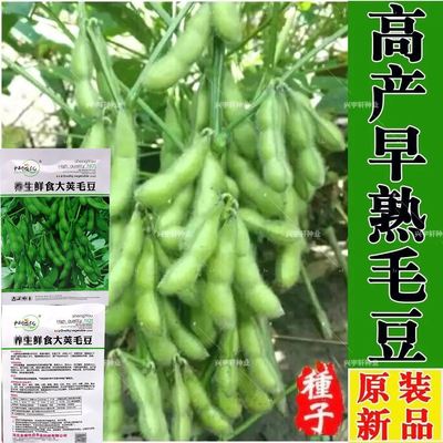 毛豆种子早熟大粒绿毛豆晚熟高产黄大豆种籽四季蔬菜种孑