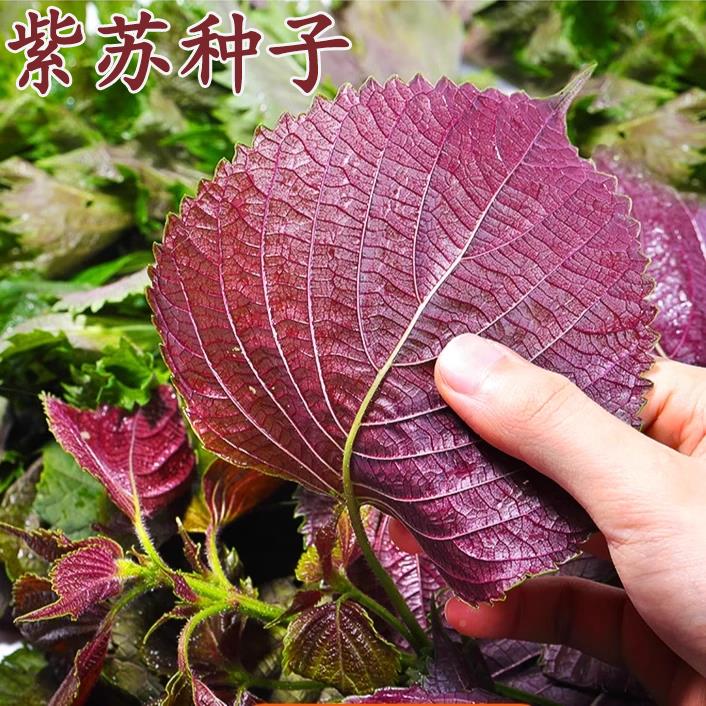 紫苏子紫苏种子紫苏叶种籽盆栽可食用种植苗四季籽种蔬菜孑苏子叶