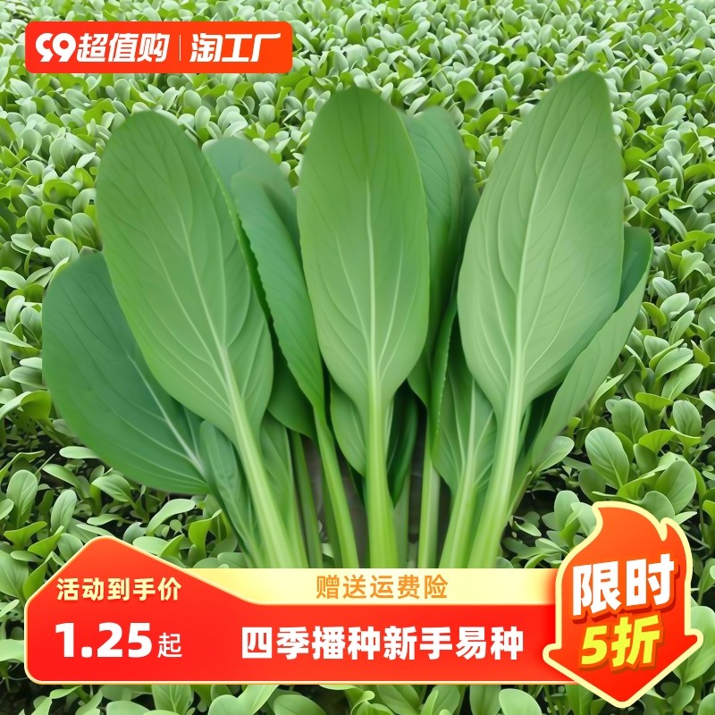 鸡毛菜菜籽种青菜种子上海青小白菜种孑秋后蔬菜种籽四季大全春季,农用物资,育苗/栽培基质,淘宝优惠券,粉丝福利购,淘宝优惠卷