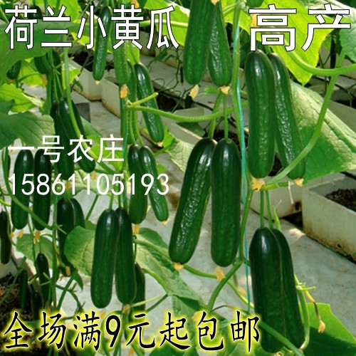 荷兰水果小黄瓜种籽蔬菜种子孑大全高产四季农家早春夏季阳台南方,农用物资,育苗/栽培基质,淘宝优惠券,粉丝福利购,淘宝优惠卷