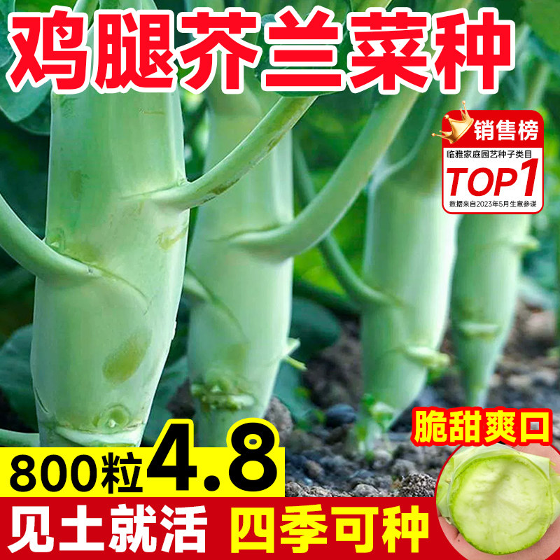 鸡腿芥兰菜种籽四季蔬菜种孑大全菜园阳台盆栽菜苗头广东芥兰种子,农用物资,育苗/栽培基质,淘宝优惠券,粉丝福利购,淘宝优惠卷