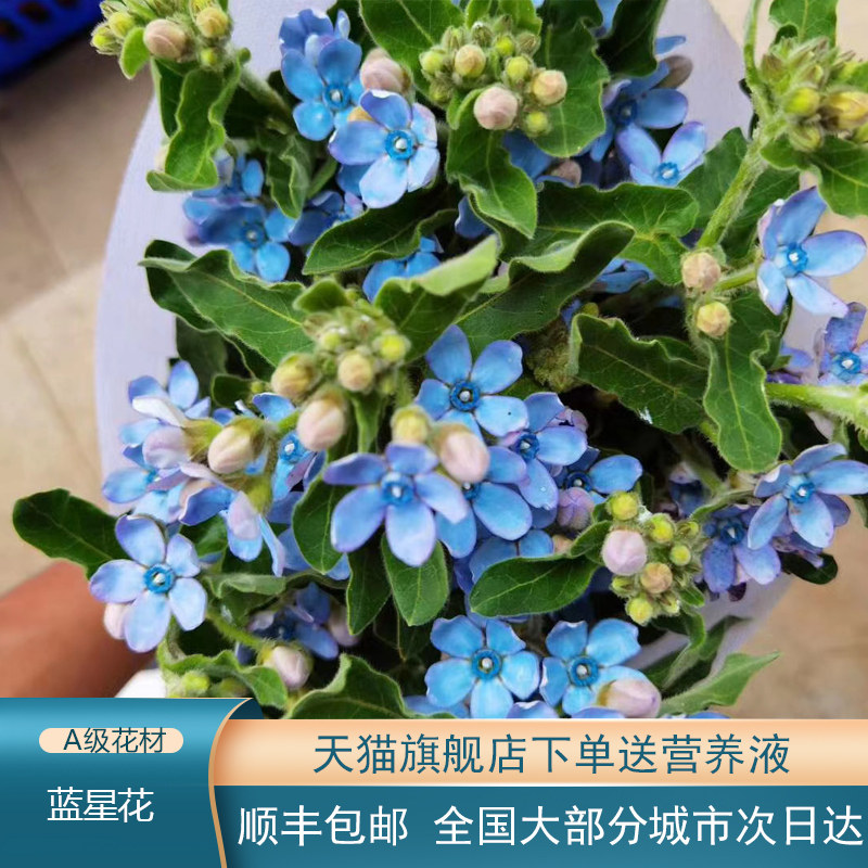 Sbike 识百客动植物商品速查