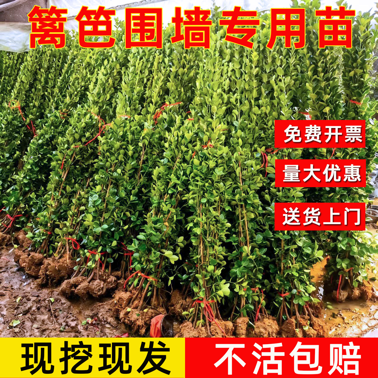 北海道黄杨苗直立冬青树苗大叶黄杨四季常青耐寒庭院围墙绿篱笆墙