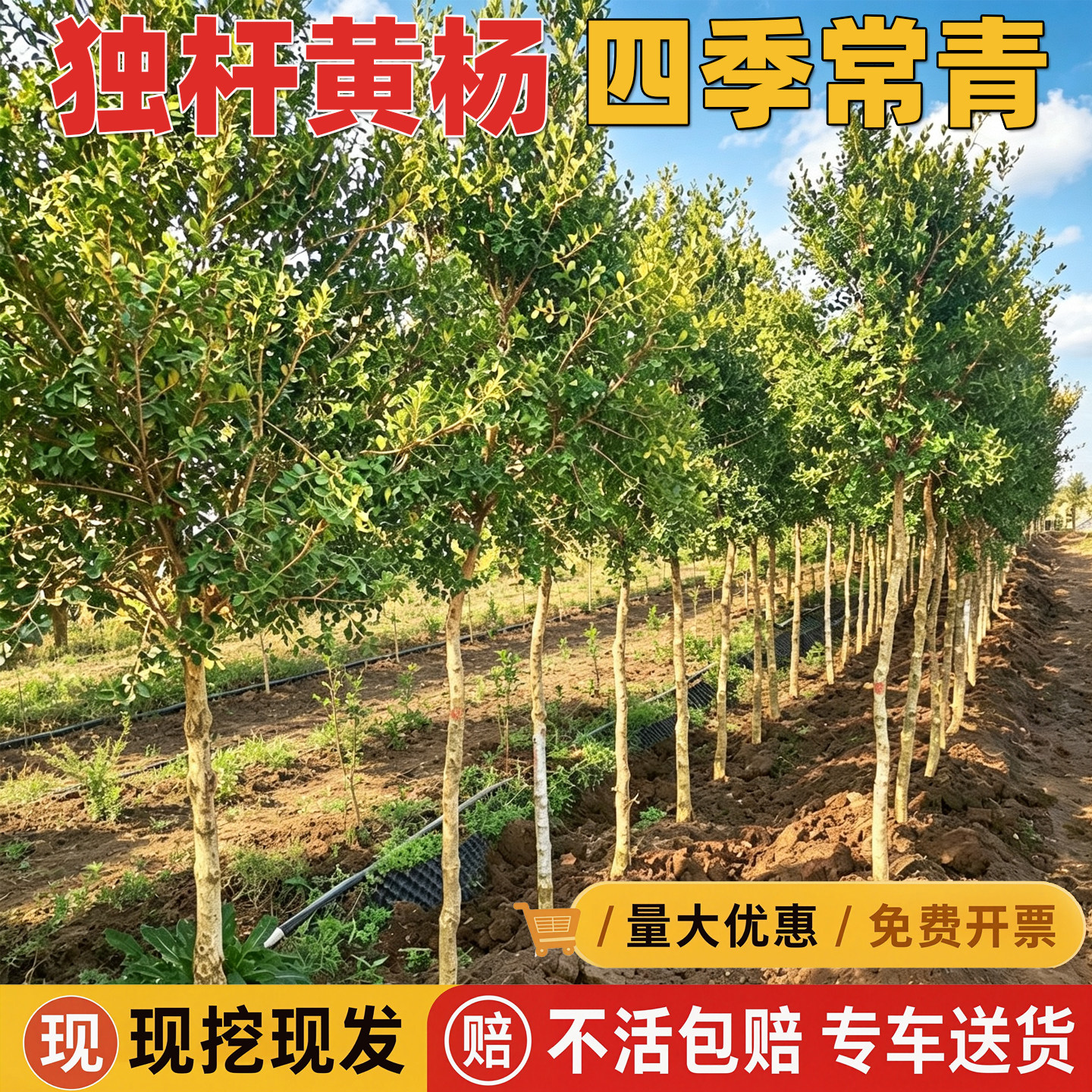 独杆黄杨树苗小叶瓜子黄杨苗大型庭院地栽耐寒四季常青盆景素材苗