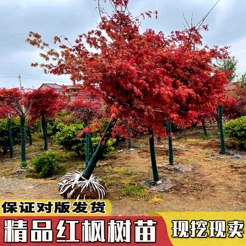 高杆嫁接红枫树苗日本原生红舞姬庭院鸡爪槭树苗四季绿化红树叶
