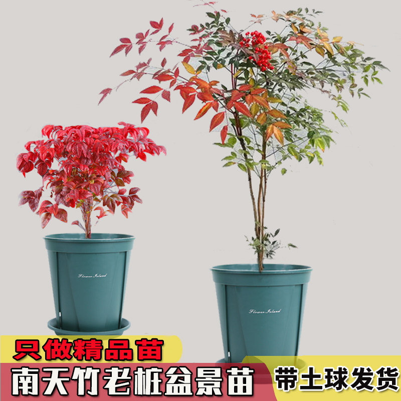南天竹红天竺火焰南天竹盆栽盆景苗庭院绿化红叶老桩耐寒植物四季 梵花女王旗舰店 淘优券 南天竹红天竺火焰南天竹盆栽盆景苗庭院绿化红叶老桩耐寒植物四季 梵花女王旗舰店 淘优券