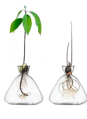 创意玻璃瓶水培植物容器绿萝养花小花瓶干花插花客厅摆件装饰花盆